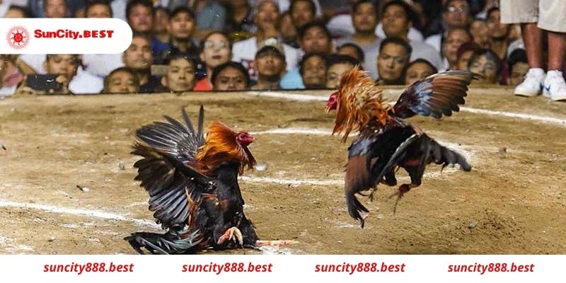 Kinh nghiệm chơi và lựa chọn kèo đá gà Suncity